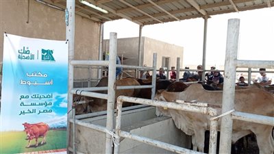 محافظ أسيوط: ذبح وتوزيع 203 عجول على الأسر الأكثر احتياجًا 