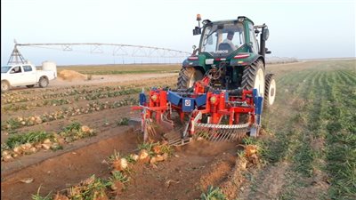 استمرار حصاد البنجر في مشروع غرب المنيا 