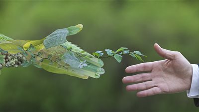 كيف ساهم برنامج مبادلة الديون المصرية في تخفيف عبء المديونية والانتقال للاقتصاد الأخضر؟ 