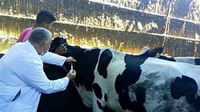 الطب البيطري بالمنوفية: تحصين 203 آلاف رأس ماشية ضد الحمى القلاعية