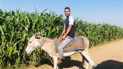 للترفيه والفكاهة.. تنظيم أول سباق للحمير في قنا والجائزة 