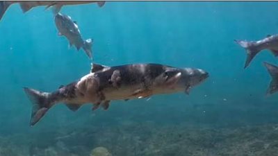 كارثة المحيط الهادي.. احتراق سمك السلمون تحت الماء 