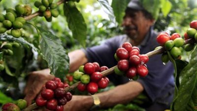 أزمة قهوة.. تراجع المخزون بفيتنام والبرازيل يهدد بارتفاع الأسعار