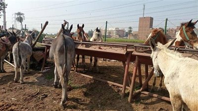 نقيب الفلاحين: يكشف الأسباب التي تؤدي لانقراض الحمير