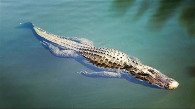 حقيقة ظهور تمساح بطول مترين ونصف في مركز زفتي بالغربية 