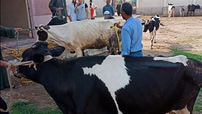 علاج ورش 94 ألف رأس ماشية خلال شهر يوليو بالبحيرة 