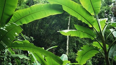  يستخدم في العلاجات قديمًا.. تعرف على فوائد ورق الموز