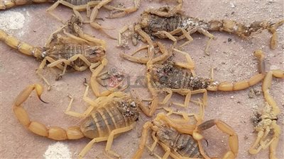 كادت تُنهي حياة الأسرة.. مدرس يعثر على 11 عقربًا سامًا داخل منزله بقنا