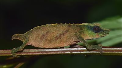 أندر حرباء في العالم على وشك الانقراض (دراسة)