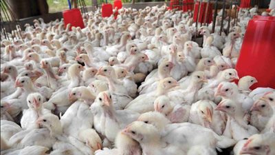 في 6 نصائح.. كيف تحمي مشروعاتك الحيوانية والداجنة من درجات الحرارة المرتفعة؟