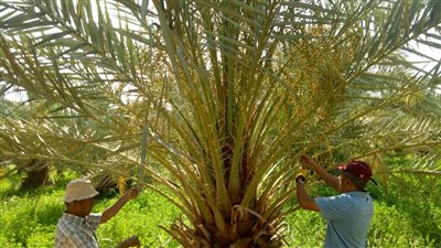 “الزراعة” تواجه انتشار سوسة النخيل في الواحات البحرية بالحقول الإرشادية (صور)