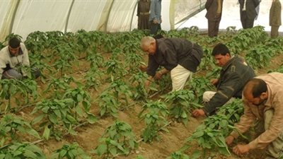 ثورة من المصدرين على إجراءات “سلامة الغذاء”.. ودعوة لاجتماع عاجل للمجلس التصديري