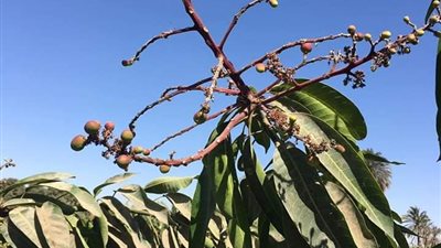  بعد تعرضه لانتكاسة.. توقعات بارتفاع أسعار محصول المانجو ليلحق بـ “اللمون” (صور)