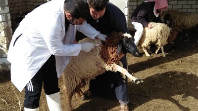 SAT2 ليبيا و H5N2.. تفاصيل السيطرة على فيروسين مدمران للثروة الحيوانية والداجنة (صور)