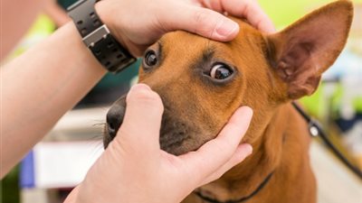 دراسة: عيون الكلاب تساعدها في استجداء الاهتمام من الآخرين