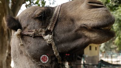 على الطريقة السوفيتية.. الحوثيون يفخخون الحيوانات في الحديدة