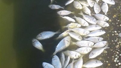 لبحث أزمة نفوق الأسماك.. اجتماع عاجل لصيادي وأصحاب المزارع السمكية ببحيرة المنزلة