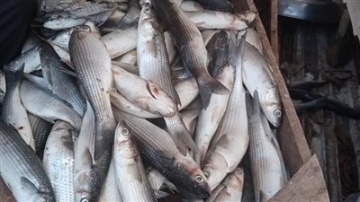 إعدام 300 كيلو أسماك غير صالحة للاستخدام الآدمي بكفر الشيخ (صور) 