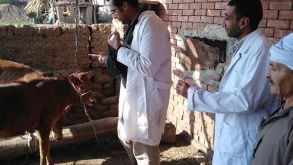 تحصين الماشية