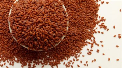 يسبب انخفاضًا في مستوى السكر بالدم...4 أضرار لتناول حب الرشاد