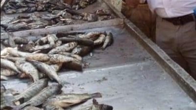 إعدام مواد غذائية فاسدة ومطاردة سيارة محملة بأسماك نافقة بالبحيرة (صور)