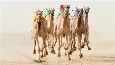 شمال سيناء تواصل استعدادها لبدء سباق الهجن سبتمبر المقبل | فيديو 