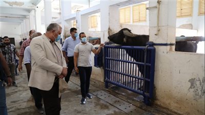 “الزراعة”: نسنتهدف إنتاج مليون جرعة سائل منوي لأفضل سلالات الماشية