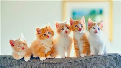 أوروبا تحقق في تفشي إنفلونزا الطيور بين القطط بـ بولندا