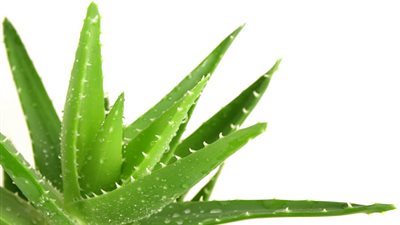  6 استخدامات للصبار ستذهلك.. تعرف عليها