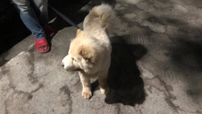 حريق يتسبب في وفاة كلب باهظ الثمن ونجاة آخر بالمهندسين «صور»