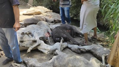 العثور على 38 حمارًا نافقًا مُعدَّة للسلخ في المنوفية «صور»