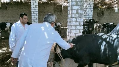 محافظ الفيوم: تحصين 88 ألف رأس ماشية ضد الحمى القلاعية منذ 26 يونيو «صور»