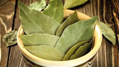 يؤدي إلى الولادة المبكرة.. 5 أضرار يسببها تناول ورق الجوافة للحامل