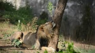 الأمن السعودي يبحث عن مواطن ترك أسدًا بأحد شوارع الرياض