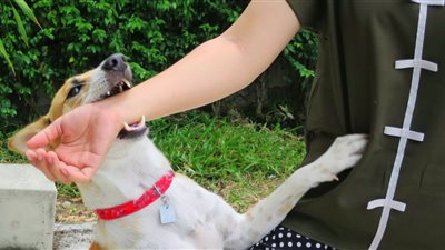 استشاري أمراض الباطنة يحذر من استخدام المطهرات عند التعرض لعضة الكلب