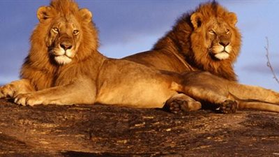 أبرزها الأسود.. اقتناء الحيوانات المفترسة أصبح موضة الشباب الخليجي الثري