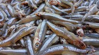 ذاكرة الأمثال «26».. «السّت والجارية على صحْنِ بِسَاريَة»