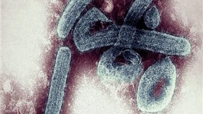 مصدره الخفافيش والقردة.. ما هو فيروس ماربورج الجديد؟