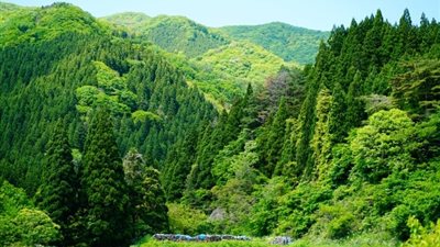 الغابات.. العامل الرئيسي للحفاظ على برودة الأرض (دراسة) 