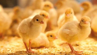 تعرف على أسعار الكتاكيت البيضاء اليوم الأربعاء 18 -8- 2021 