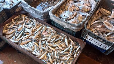 جولة داخل سوق السمك بالعريش.. كيلو الدنيس بـ 70 جنيهًا «صور وفيديو»