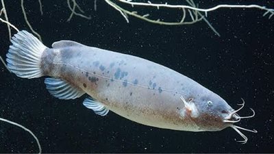 تعرف على فوائد ومخاطر سمكة الرعاد الكهربائية