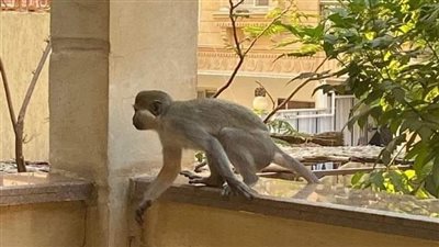 القبض على مالك  قرود حدائق الأهرام الهاربة 