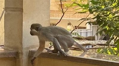 مديرية الطب البيطري تشكل لجنة لضبط نسانيس حدائق الأهرام الهاربة 