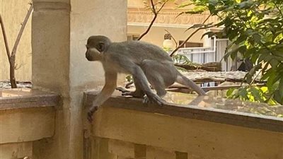 مخدر في الموز.. حديقة الحيوان تجهز فخًا لضبط قرود حدائق الأهرام| فيديو