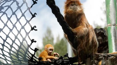 قرود حديقة الحيوان ترقص مع الزوار 