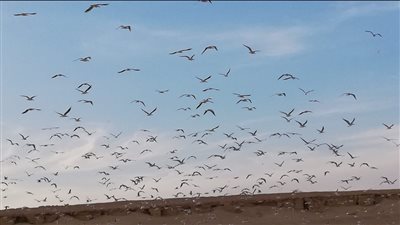 بدء موسم رصد وتسجيل الطيور المهاجرة من أوروبا إلى مصر