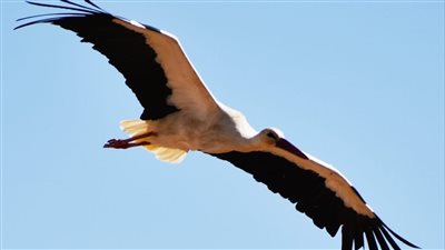 البيئة: حملات تفتيشية لمنع الصيد الجائر للطيور خلال موسم الهجرة