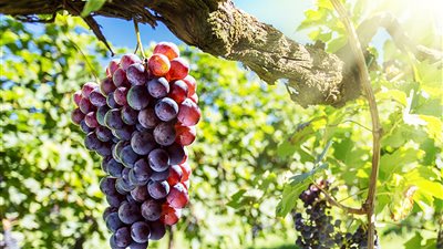 يحمي من الخرف ويقلل مخاطر أمراض الكبد.. خبراء يكشفون فوائد العنب