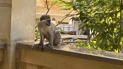 حديقة الحيوان: لجنة الأطباء موجودة الآن بحدائق الأهرام للبحث عن القردة الهاربة